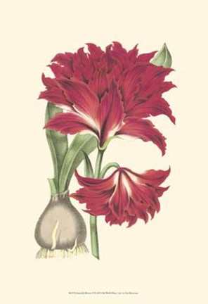Framed Amaryllis Blooms II Print