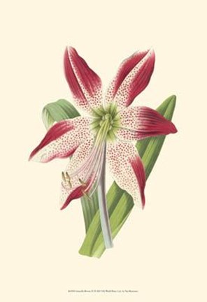 Framed Amaryllis Blooms IV Print
