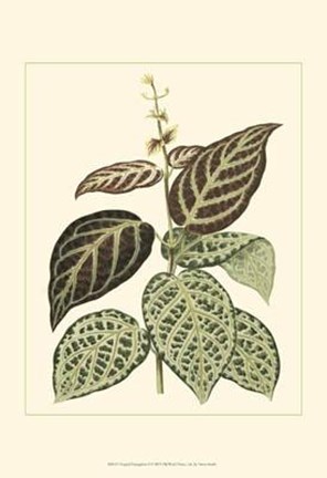 Framed Tropical Variegation II Print