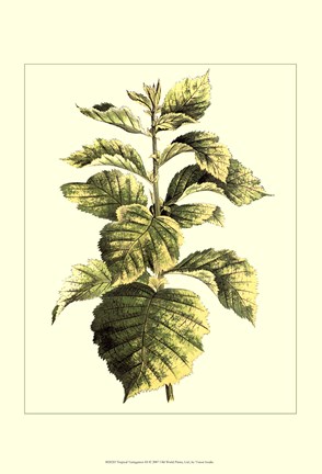 Framed Tropical Variegation III Print