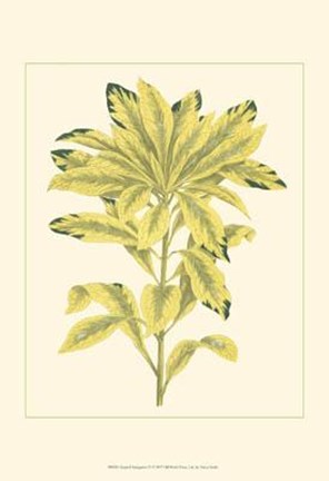 Framed Tropical Variegation IV Print