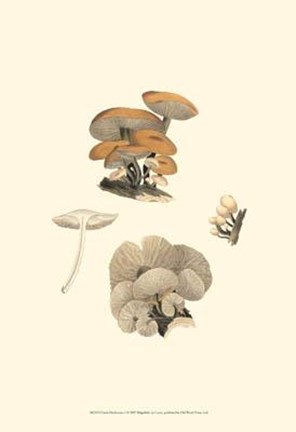 Framed Curtis Mushrooms I Print