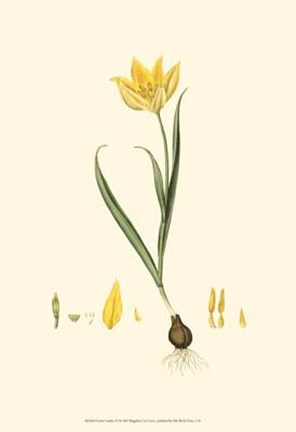 Framed Curtis' Garden IV Print