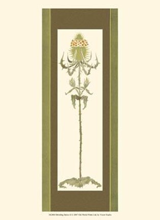 Framed Bristling Stems II Print