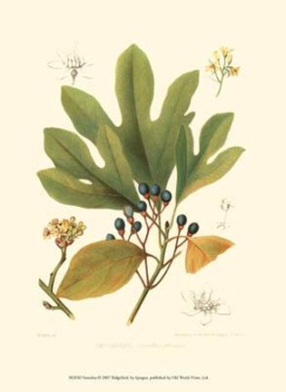 Framed Sassafras Print