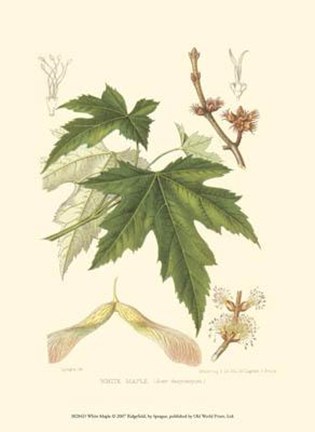 Framed White Maple Print