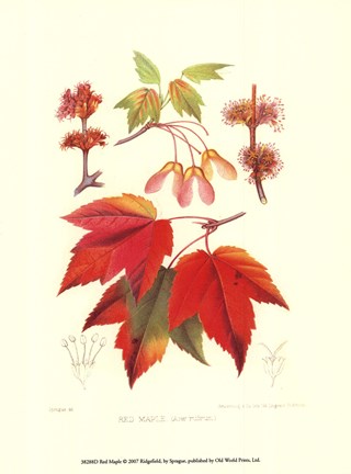 Framed Red Maple Print