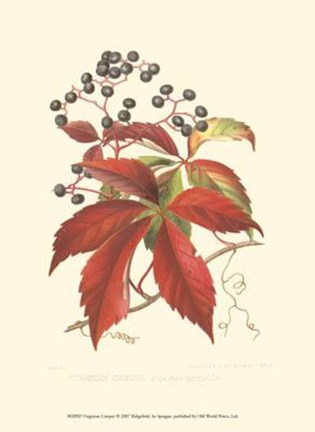 Framed Virginian Creeper Print