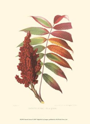 Framed Smooth Sumac Print