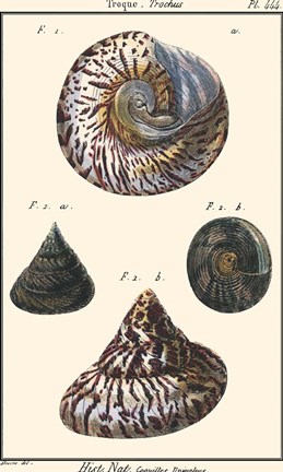Framed Sea Shells II Print