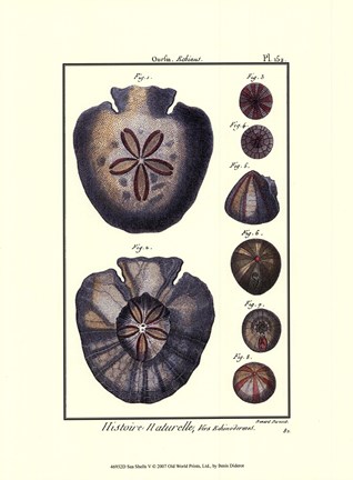 Framed Sea Shells V Print