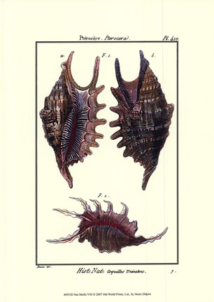 Framed Sea Shells VIII Print