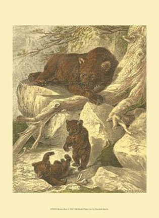 Framed Small Brown Bear Print