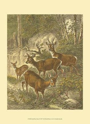 Framed Small Roe Deer Print