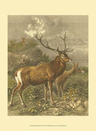 Framed Small Red Deer Print