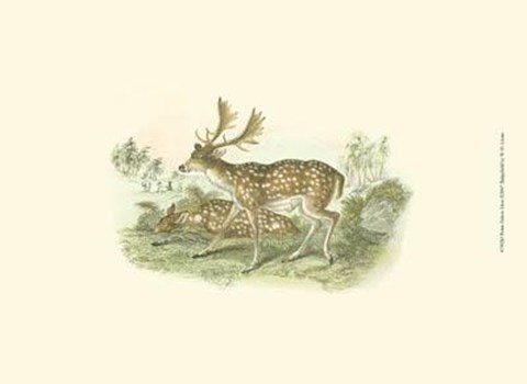 Framed Petite Fallow Deer Print