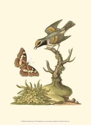 Framed Petite Bird Study I Print