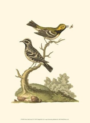 Framed Petite Bird Study II Print