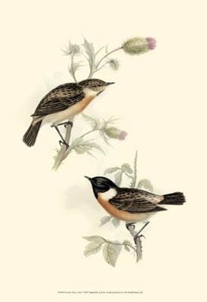 Framed Gould&#39;s Stone-Chat Print