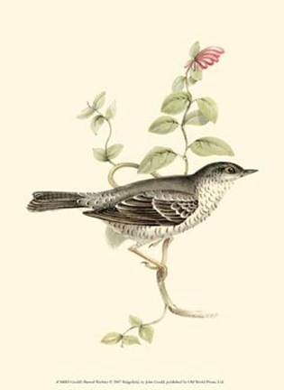 Framed Gould&#39;s Barred Warbler Print