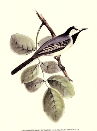 Framed Gould&#39;s White Wagtail Print