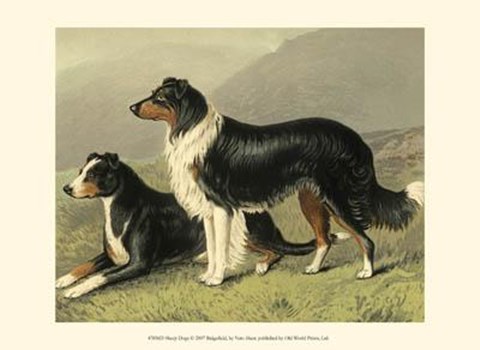 Framed Sheep Dogs Print