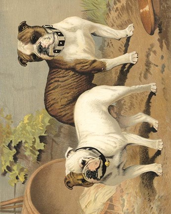 Framed Bull Dogs Print