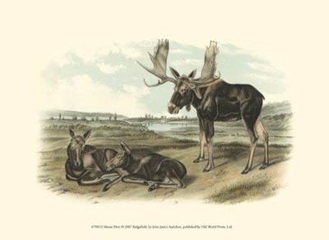 Framed Moose Deer Print
