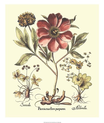 Framed Framboise Floral I Print