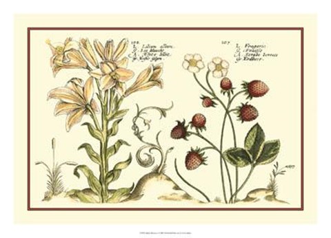 Framed Garden Botanica I Print