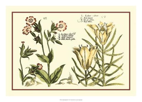 Framed Garden Botanica III Print