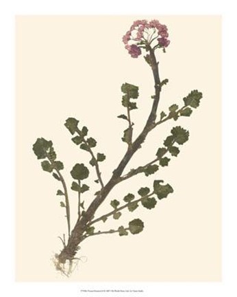 Framed Pressed Botanical II Print
