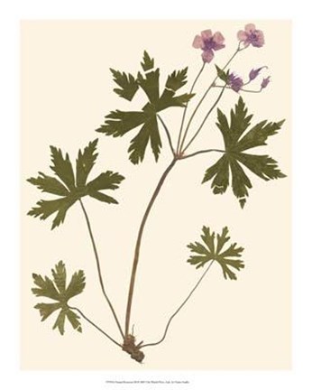 Framed Pressed Botanical III Print