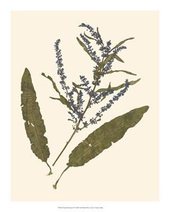 Framed Pressed Botanical IV Print