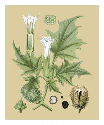 Framed Ivory Blooms II Print