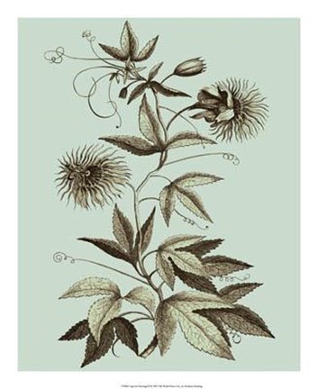 Framed Imperial Munting III Print