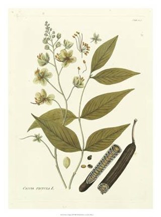 Framed Nature&#39;s Elegance III Print