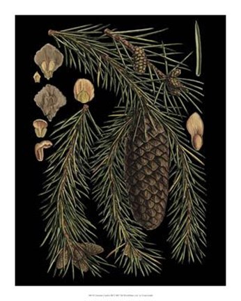 Framed Dramatic Conifers III Print