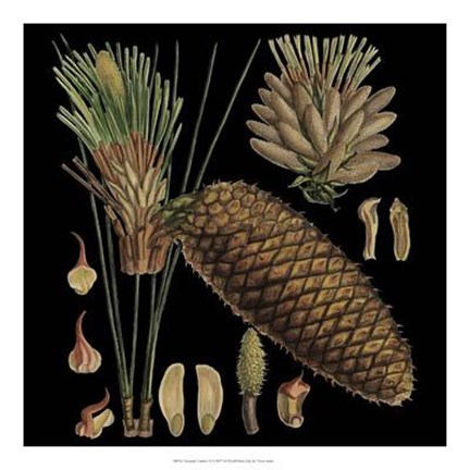 Framed Dramatic Conifers VI Print