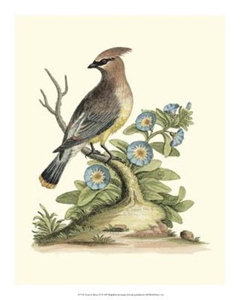 Framed Poised In Nature III Print