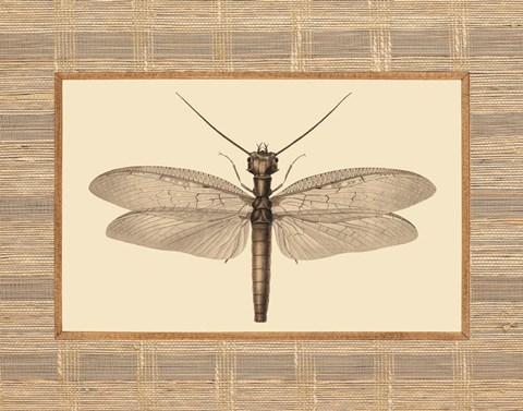 Framed Delicate Dancer II Print