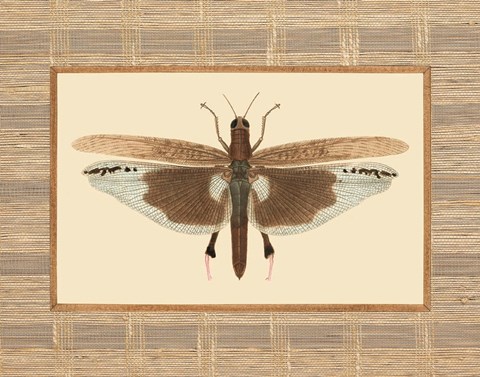 Framed Delicate Dancer IV Print