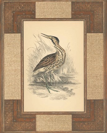 Framed Marshland Bittern Print