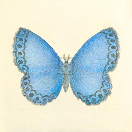 Framed Butterfly IV Print