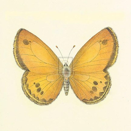 Framed Butterfly V Print