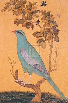 Framed Resplendant Print