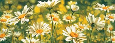 Framed Melodie De Marguerites Print