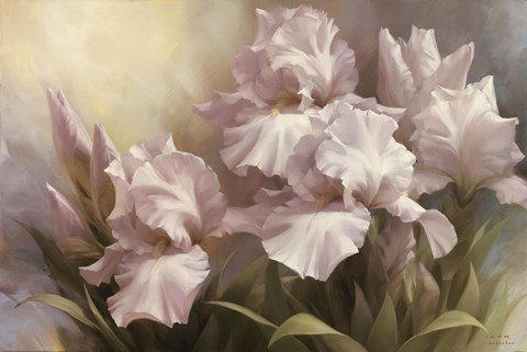 Framed White Iris Elegance II Print