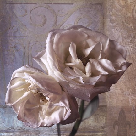 Framed Modern Rose I Print