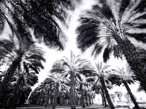 Framed Spinning Palms Print